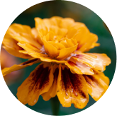 Lutein Zeaxanthin